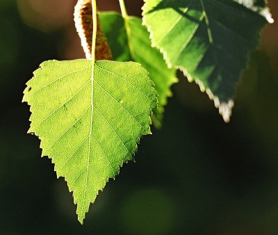 Leaves