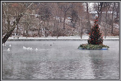 Floating Tree