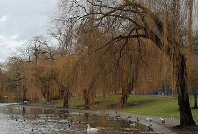 Beach at Lost Lagoon