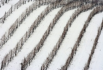 vineyard in the snow #2