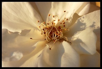 Little White Rose