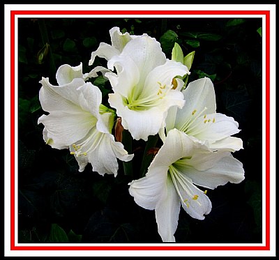 White Amaryllis