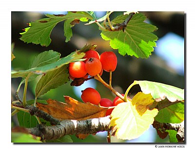 Red Berries