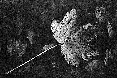 a long leaf-stalk yellow