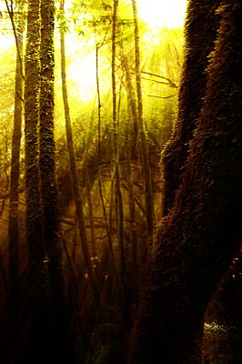 Muir Woods