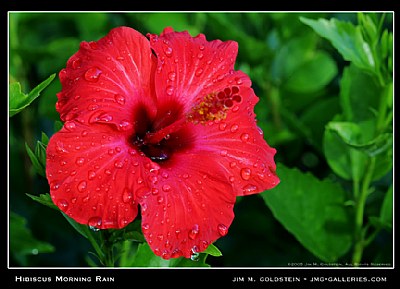 Hibiscus Morning Rain