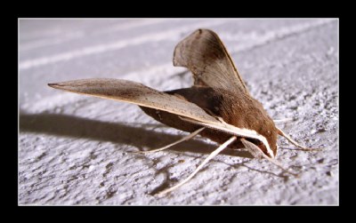Bogan Moth
