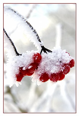 Berries and Snow