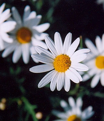 rosiii
