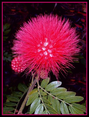 Bottle Brush