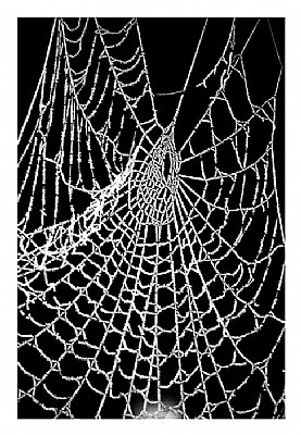 Winter Web