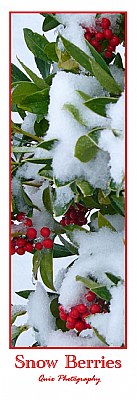 Snow Berries