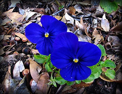 Alabama Blue Pansies