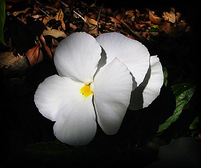 Alabama White Pansy