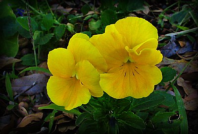 Alabama Yellow Pansies
