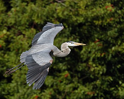 homemaking heron