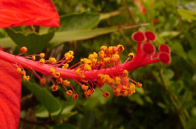 Hibiscus Pistil