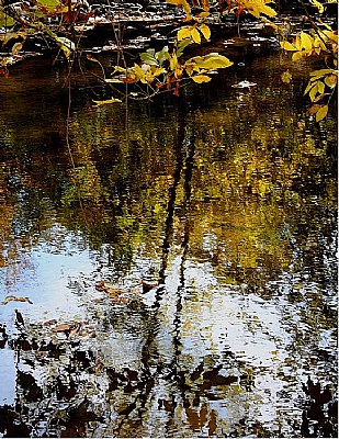 creekside reflection