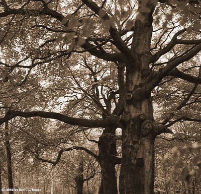 Trees and Leaves - sephia, larger size