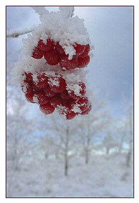 Red Berries (2)