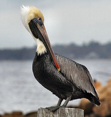 Strange bird the Pelican