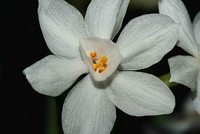 Macro Flower