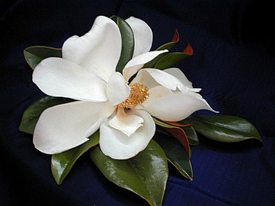 The Magnificent Magnolia