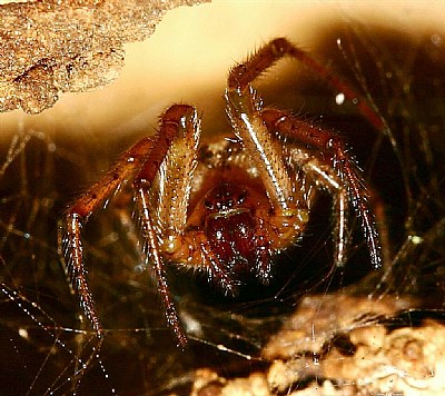 Orb Weaver Spider