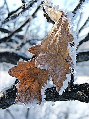 Frosty Oaks