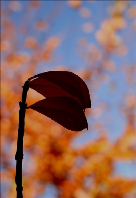 autumn flags