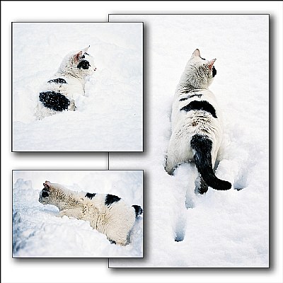 Snowy Cat..
