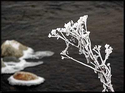 Frosty Blossom
