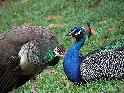 Peacock love