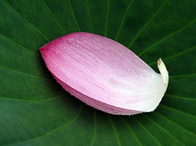 a petal