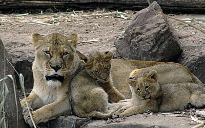 Liones and Cubs