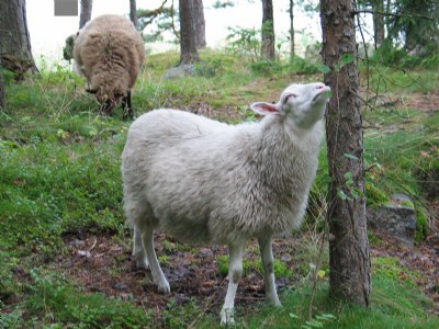 Sheep pasturing on an island of Helsinki