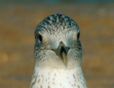 Atlantic Gull