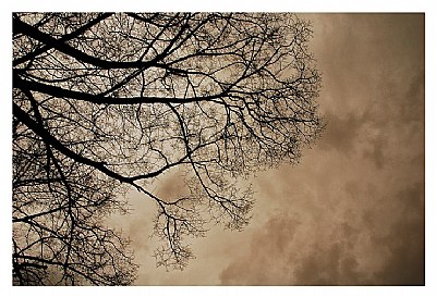 tree and sky