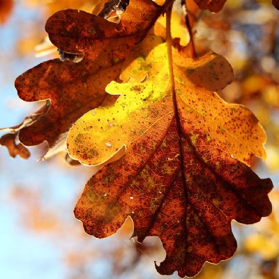 Autumn's leaf #1