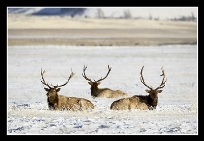 Three Bull Elk