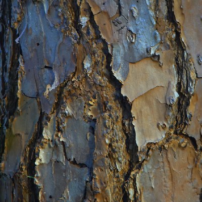 Tree Texture I