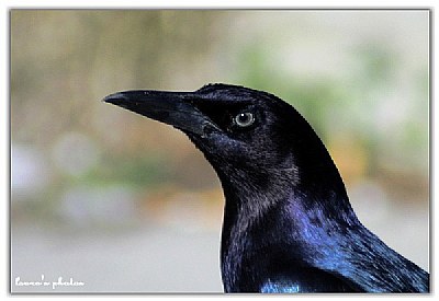 Profile of  a bird