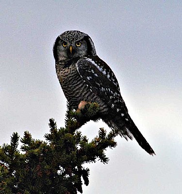 hawk owl