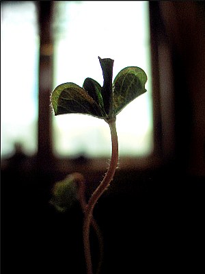 Four - leafed clover