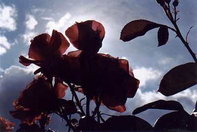 Rose Shine