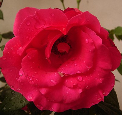 Rose in a Rainy Day