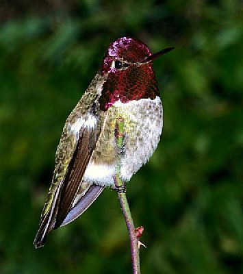 Anna Male Hummingbird "Big Red"
