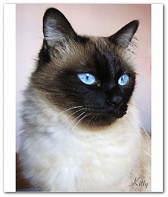 My sweet cat