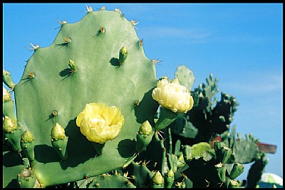 cactus flower