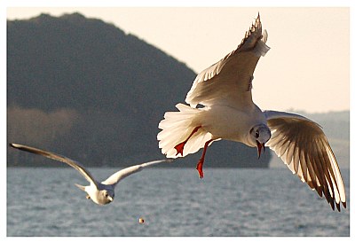 Fly for your life